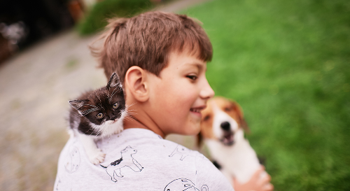 Kitten dog small